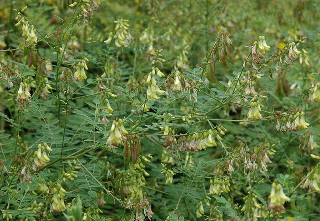 astragalus-immune-boosting-tea-meadowsweet